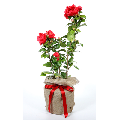 Camellia Adolphe Audusson - Giftwrapped - Trees Direct