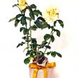 Golden Wedding Rose - Trees Direct