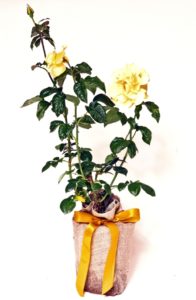 Golden Wedding Rose - Trees Direct