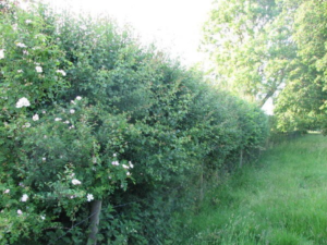 a luscious green hedgerow bush