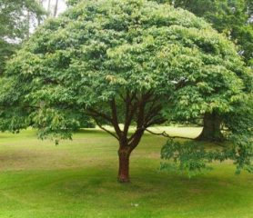 Paperbark Maple Acer griseum