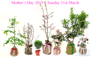 Mother's Day - Trees Direct