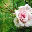 cecile brunner roses