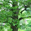 alder