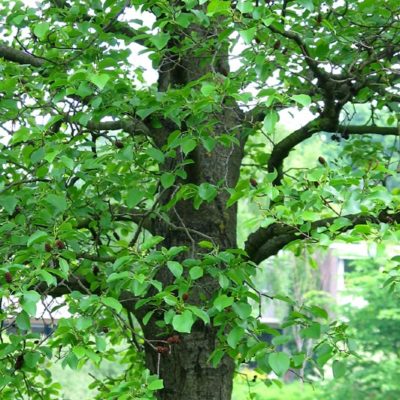 Native Bare Root Tree Pack