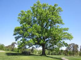 giant oak tree in the centre of a green patch of land