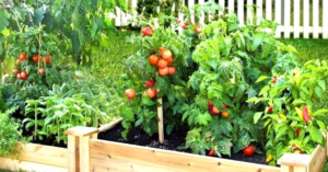 an image of tomatoes in a green veg patch