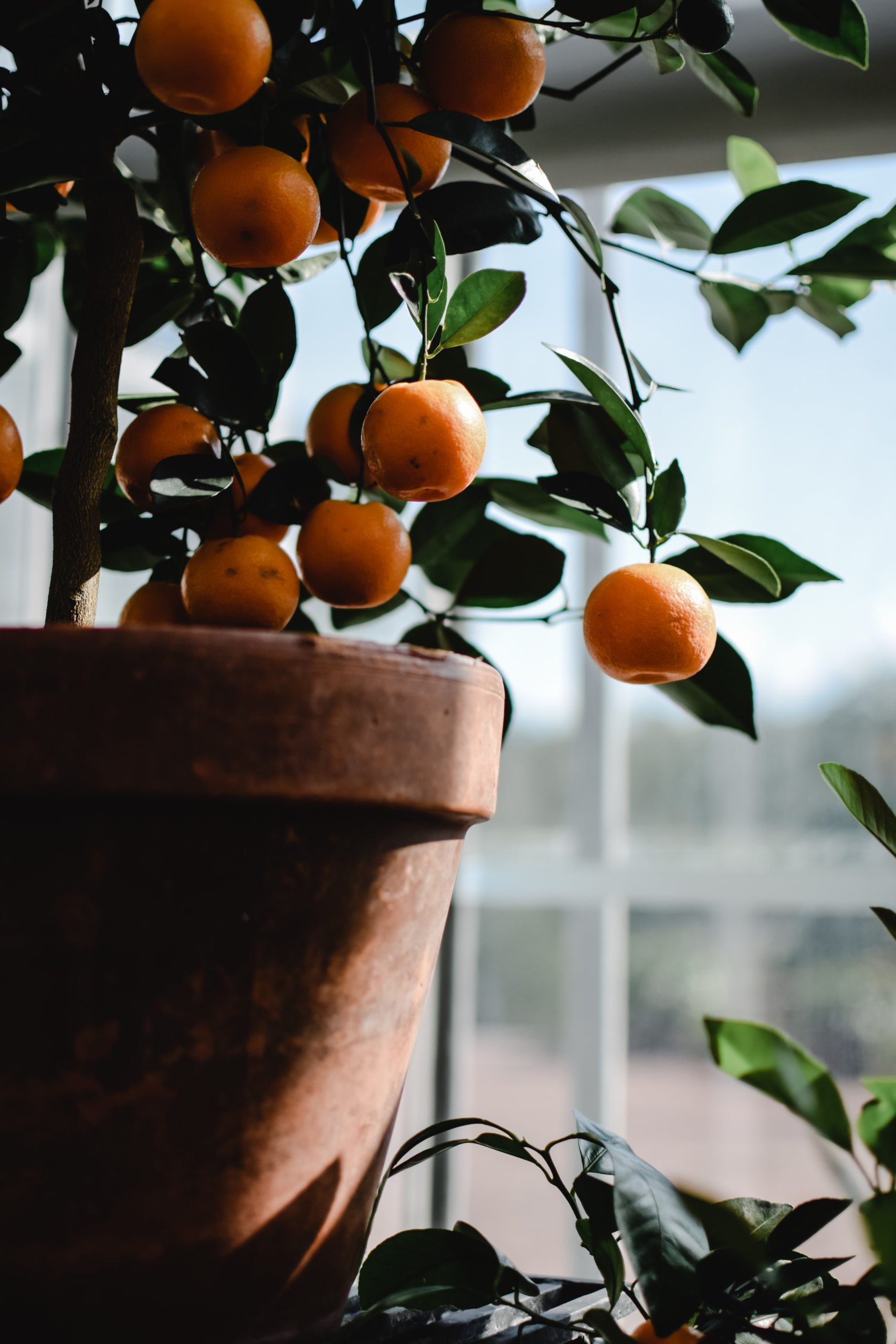 Clementine tree - Growing and Care