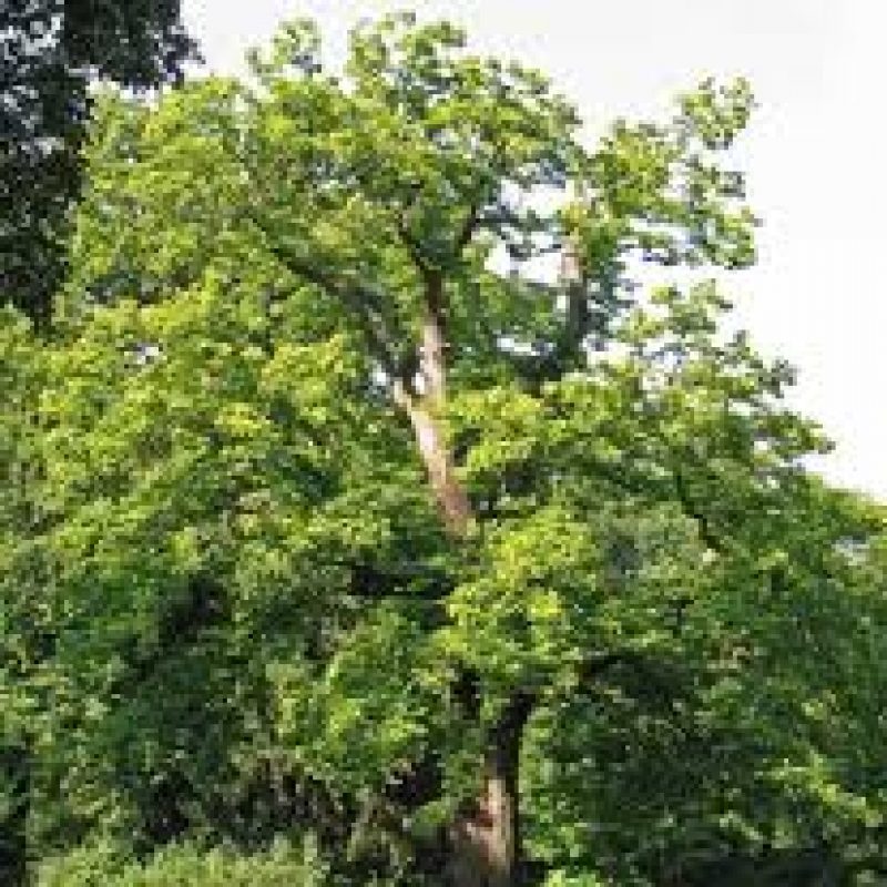 Sweet Chestnut Trees for sale Buy Trees Direct Online