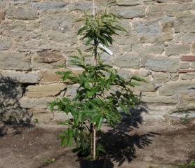 sweet chestnut tree, potted