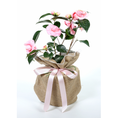 Camellia - Anticipation Giftwrapped - Trees Direct