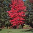 Acer rubrum - Trees Direct