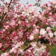 Crab Apple Pink Perfection - Trees Direct