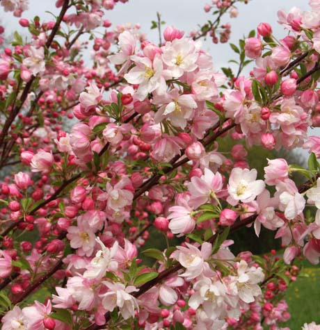 Crab Apple Pink Perfection - Trees Direct