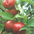 Dabinett Cider Apple Fruit - Trees Direct
