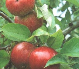 Dabinett Cider Apple Fruit - Trees Direct