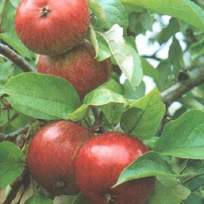 Bare Root Fruit Trees
