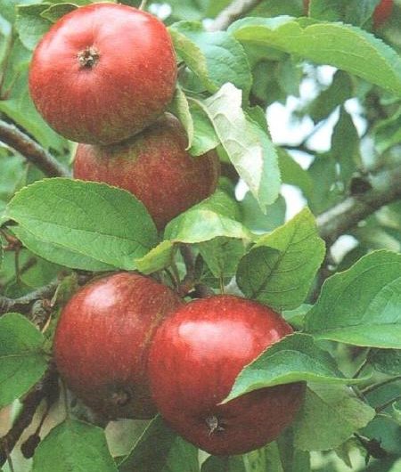 Dabinett Cider Apple Fruit - Trees Direct