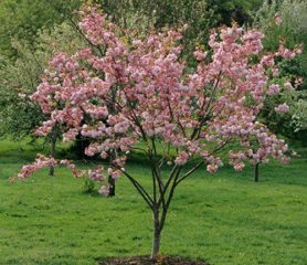 Pink Perfection Crab Apple