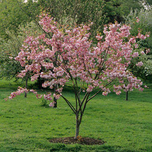 Pink Perfection Crab Apple
