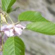 Prunus serrulata 'Pink Perfection'