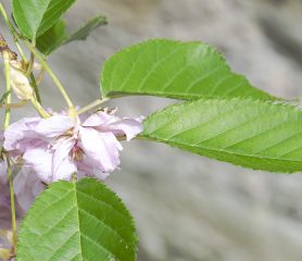 Prunus serrulata 'Pink Perfection'