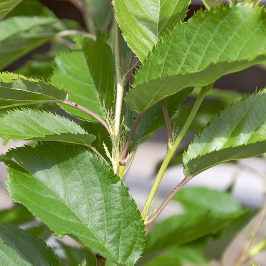 Prunus serrulata 'Pink Perfection'