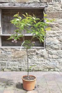 Prunus serrulata 'Pink Perfection'