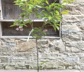 Prunus serrulata 'Pink Perfection'