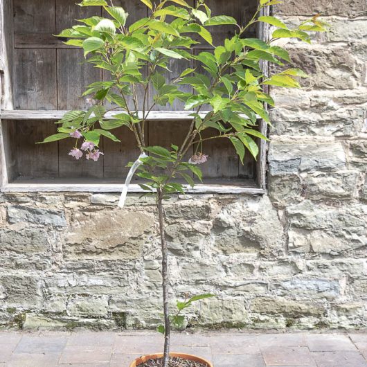 Prunus serrulata 'Pink Perfection'
