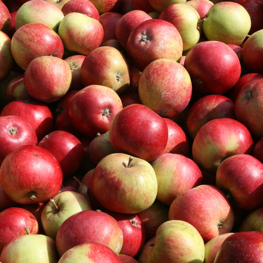 Apple Worcester Pearmain Trees For Sale Trees Direct