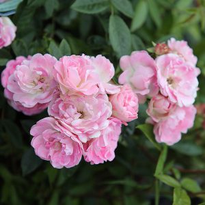 Pearl Anniversary Roses