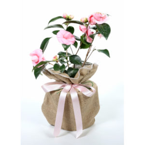 Camellia - Mrs Swan Giftwrapped - Trees Direct