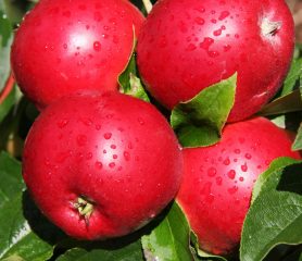 Apple Scrumptious - Trees Direct