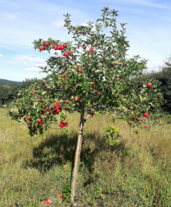 Apple Scrumptious Tree - Trees Direct