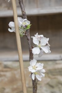 Apple Tree Scrumptious