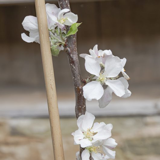 Apple Tree Scrumptious