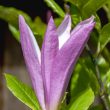 magnolia susan