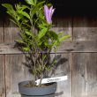magnolia susan