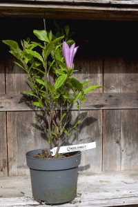 magnolia susan