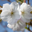 Flowering Cherry Sunset Boulevard - Trees Direct