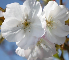 Flowering Cherry Sunset Boulevard - Trees Direct