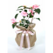 Camellia - Debbie Giftwrapped - Trees Direct