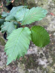 wych elm detail of leaves