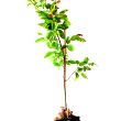 Amelanchier tree gift wrapped