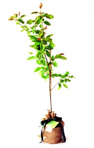 Amelanchier tree gift wrapped