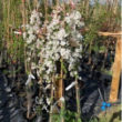 crab apple evereste photo