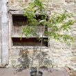 amelanchier robin hill
