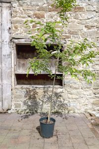 amelanchier robin hill