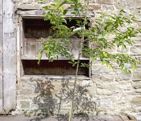 amelanchier robin hill
